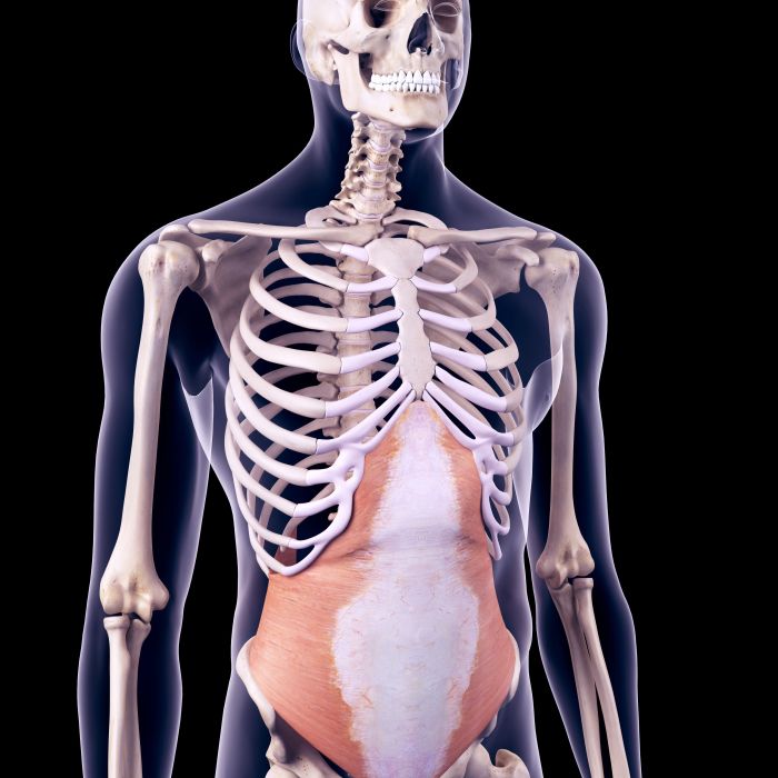 Muscles of the abdomen quiz