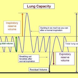 How might an athlete's vital capacity compare to a non-athlete