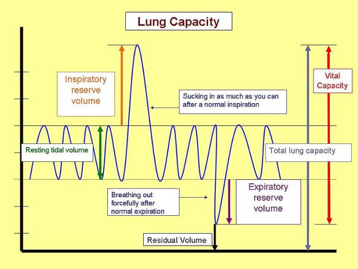 How might an athlete's vital capacity compare to a non-athlete