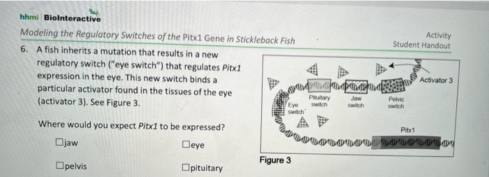 Regulatory switches of the pitx1 gene in stickleback fish