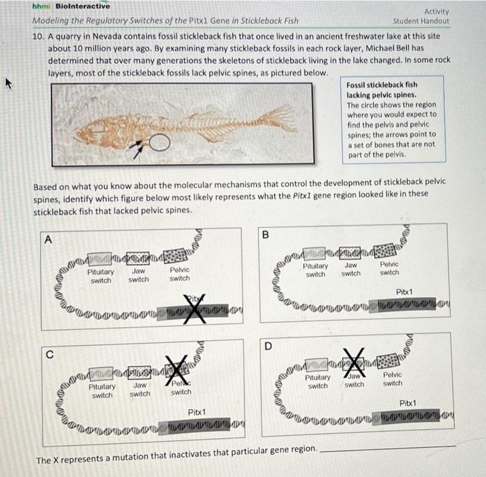 Regulatory switches of the pitx1 gene in stickleback fish