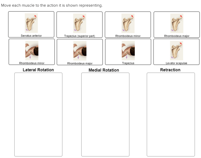 Move each muscle to the action it is shown representing.