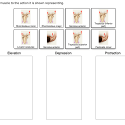 Move action adjust representing shown