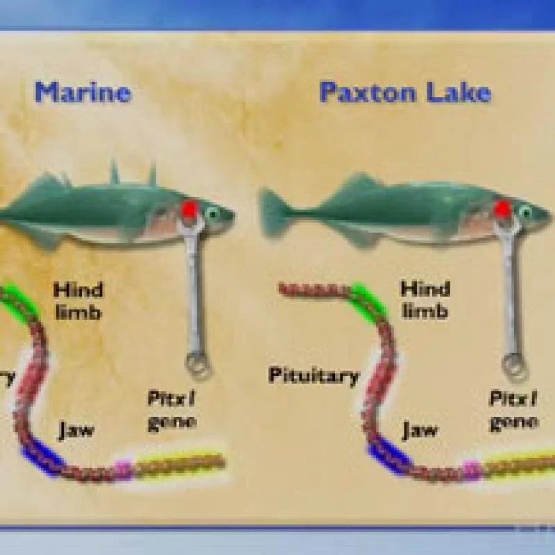 Regulatory switches of the pitx1 gene in stickleback fish